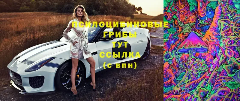 Псилоцибиновые грибы Psilocybine cubensis  Кувшиново 